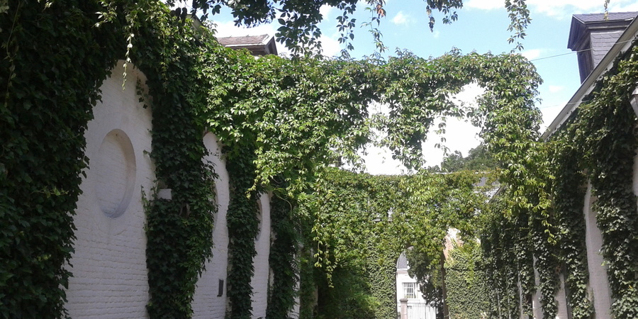 Vijfdelige wingerd (Parthenocissus quinquefolia) slingert tussen witte muren Vijfdelige wingerd (Parthenocissus quinquefolia) slingert tussen witte muren